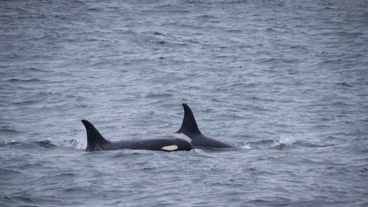 Conservation group plans to sue federal government over deaths of orcas in trawl nets