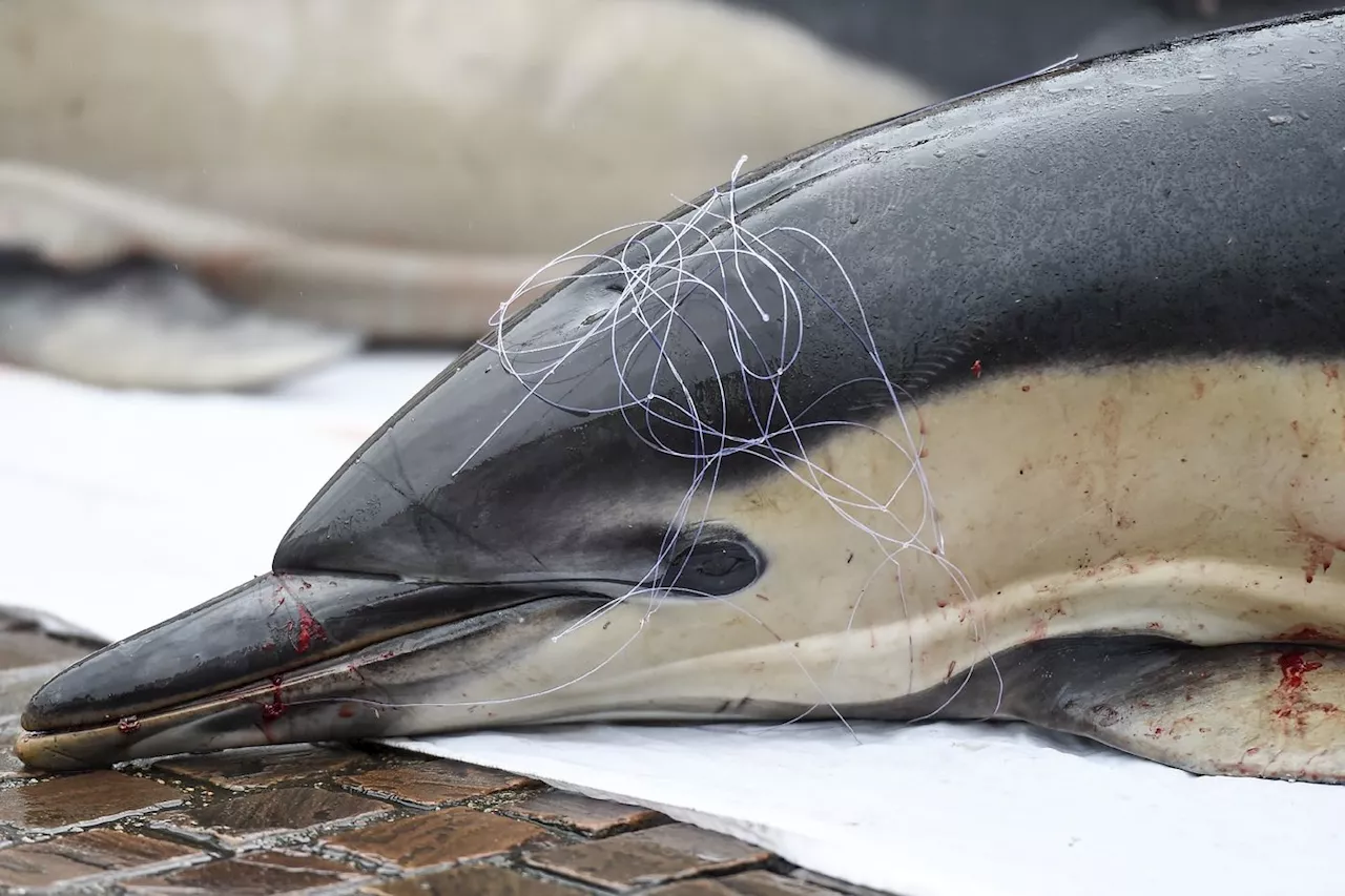 Dauphins: un mois sans pêche et des dérogations dans le Golfe de Gascogne