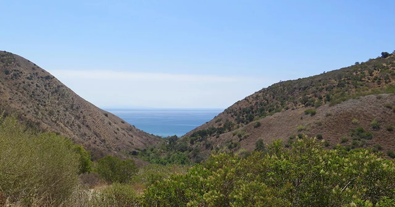 Solstice Canyon Temporarily Closes After Mountain Lion Tries To Attack Dog, Owner Intervenes