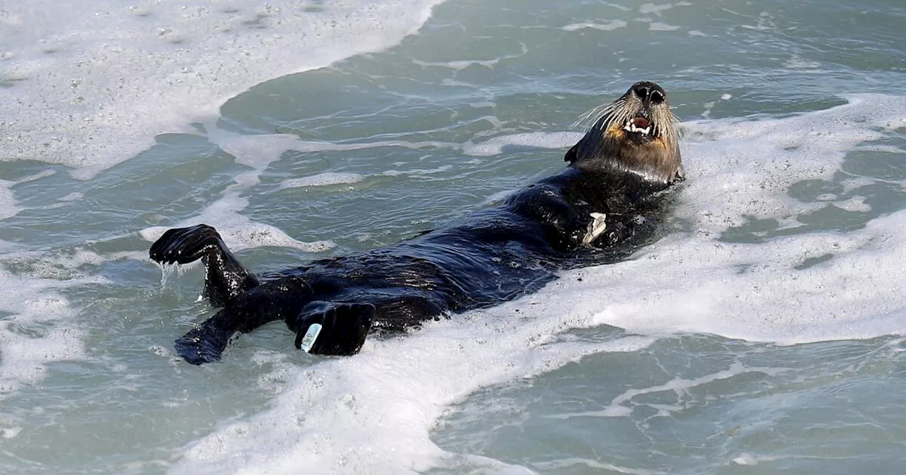 After terrorizing surfers, California's angriest otter finds peace as new mother