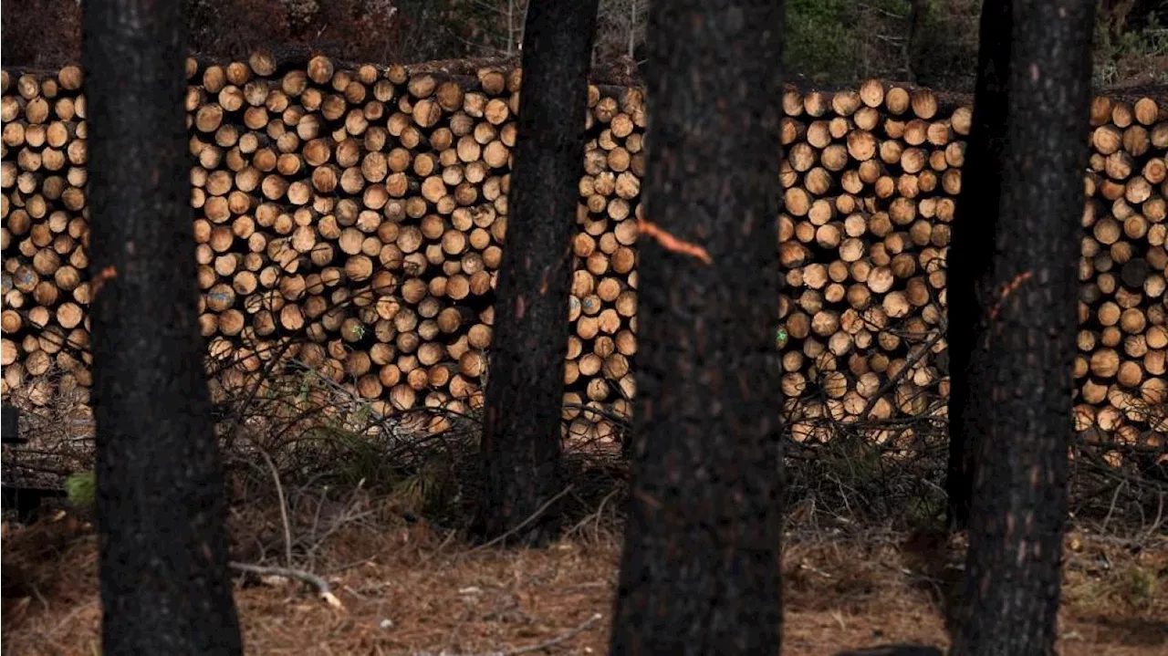 Gironde : après les incendies en 2022, la forêt fait face à des insectes ravageurs