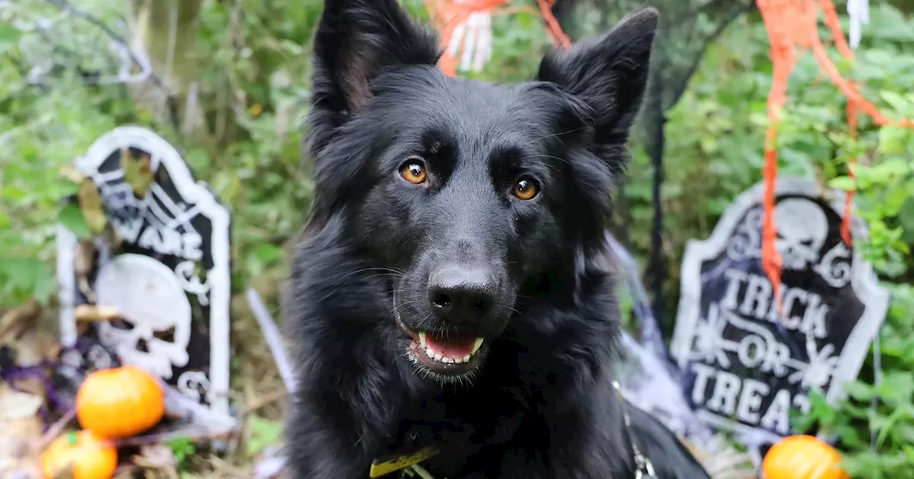 10 Dogs Trust Leeds orphans in need of a forever home