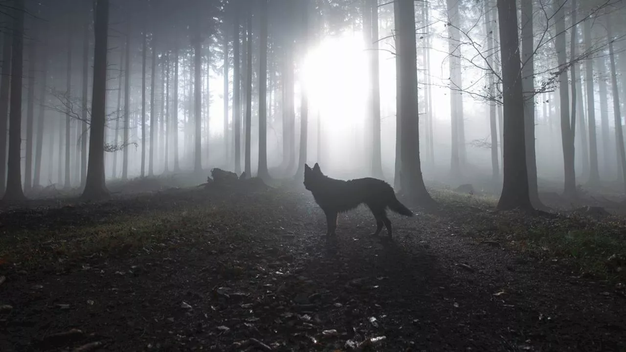 Le loup peut être de retour dans le Morbihan