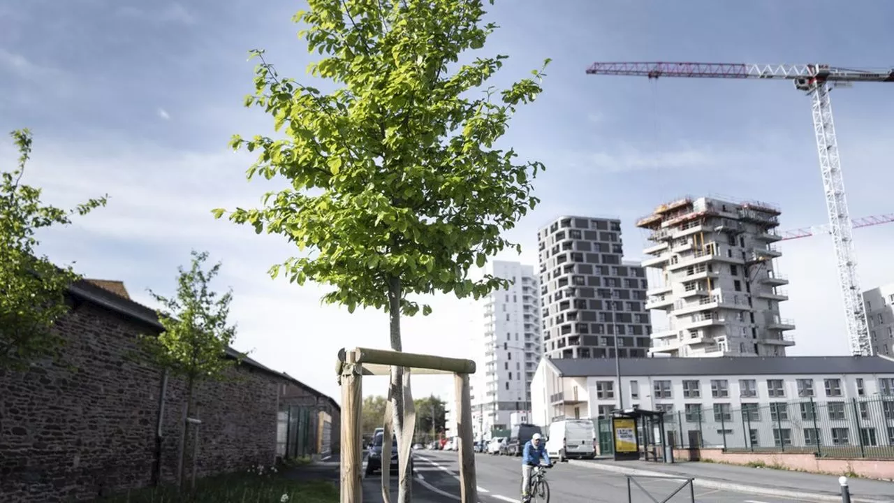 Pourquoi il est si difficile d'avoir des arbres en ville