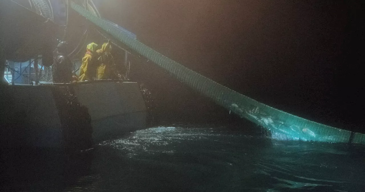 Dauphins échoués dans le golfe de Gascogne : «On s’attend à un nouveau carnage cet hiver»