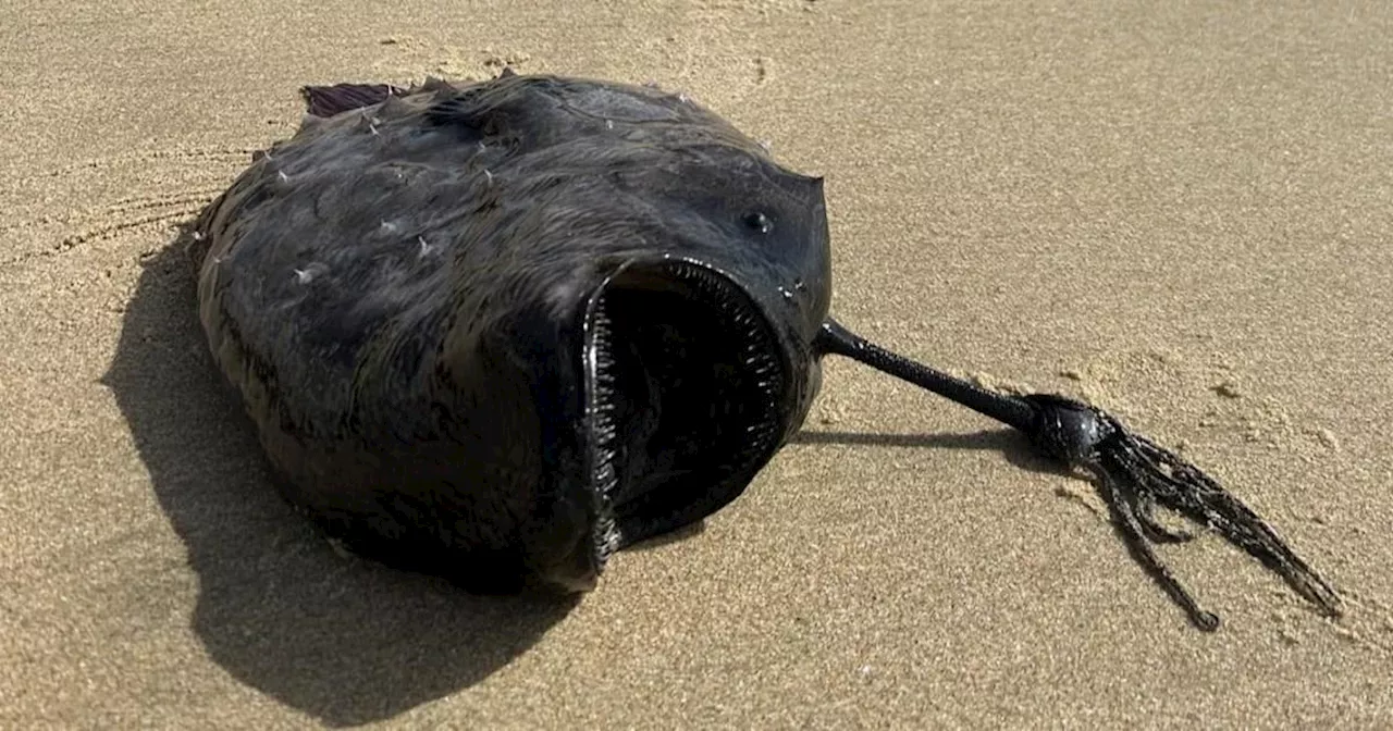 Deep sea monster with horrifying sex life washes up on beach