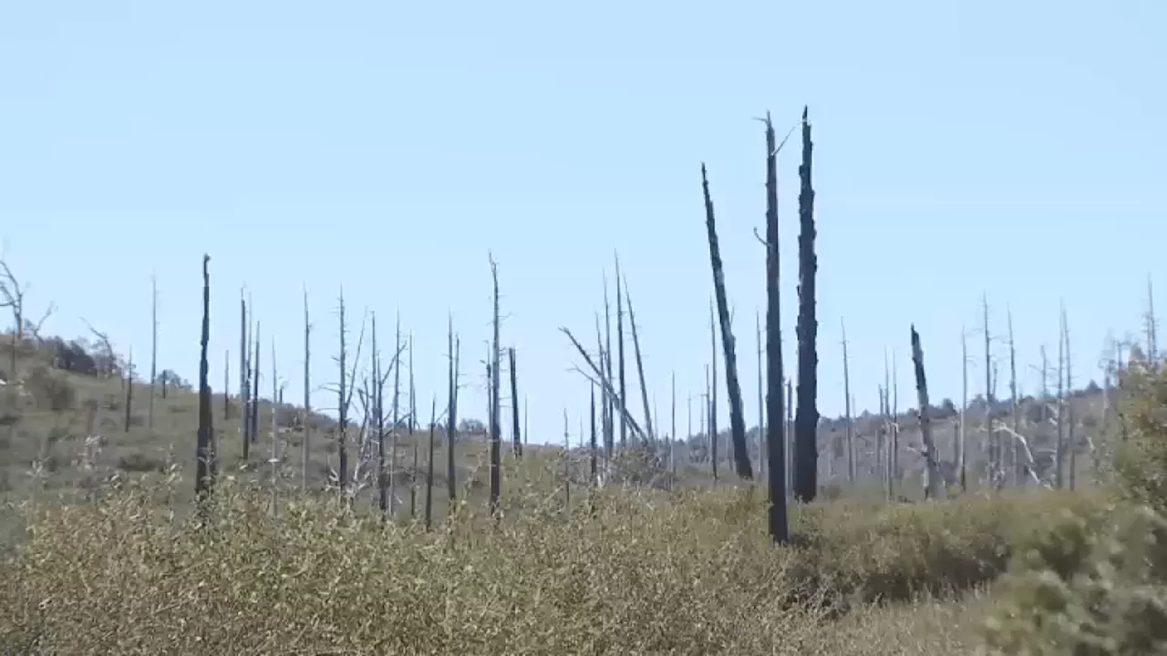 Two decades after Cedar Fire, reforestation project shows promise in Cuyamaca Rancho State Park