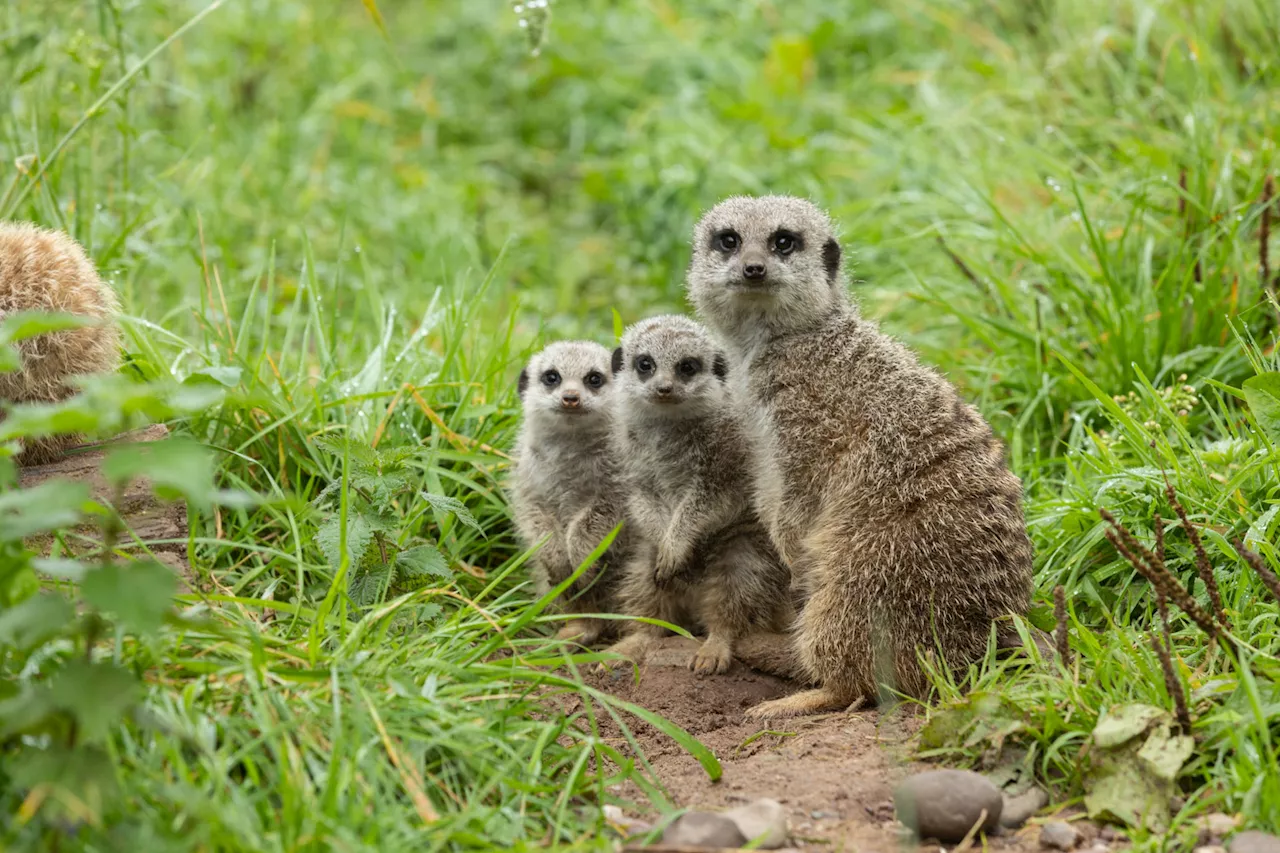 Fota Wildlife Park asks for help naming three new Meerkat babies