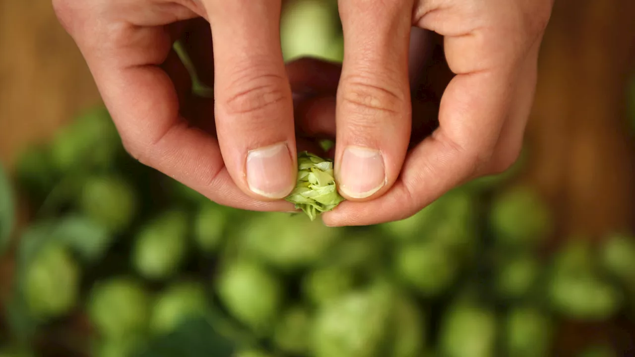 Angst ums Bier: So steht es um den Hopfen in Niederösterreich