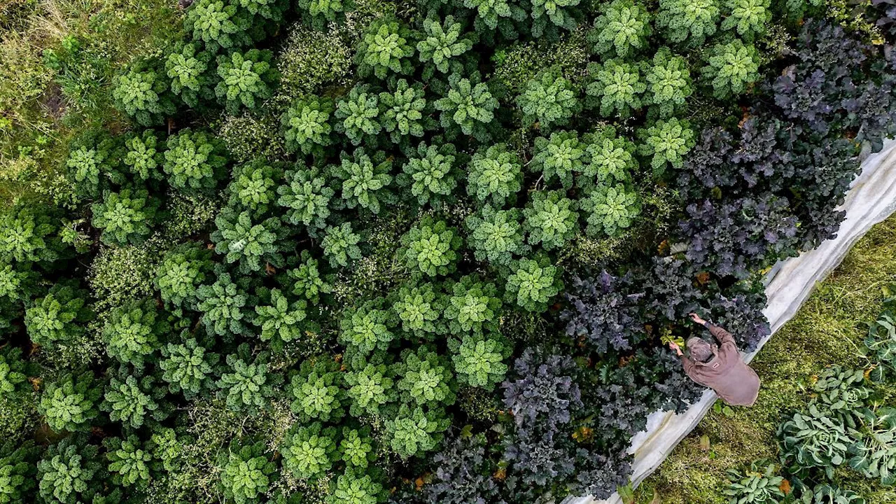 Niedersachsen & Bremen: Oldenburg startet bald in Grünkohlsaison: Mit Neuzüchtung