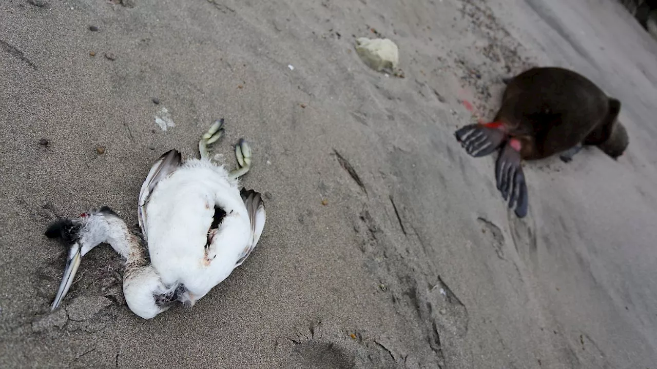 Pinguin-Massensterben droht: Vogelgrippe erreicht sogar die Antarktis