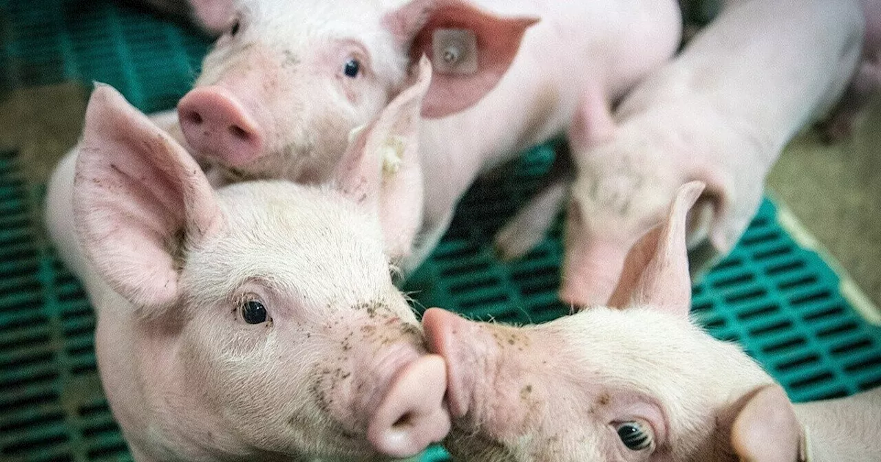 Ferkel bei Tönnies im Kreis Gütersloh ertränkt: Einigung mit Veterinär erzielt