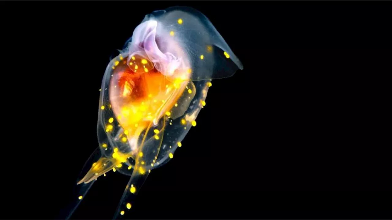 Au festival des mondes sous-marins de Trébeurden, les images ouvrent la voie à la science