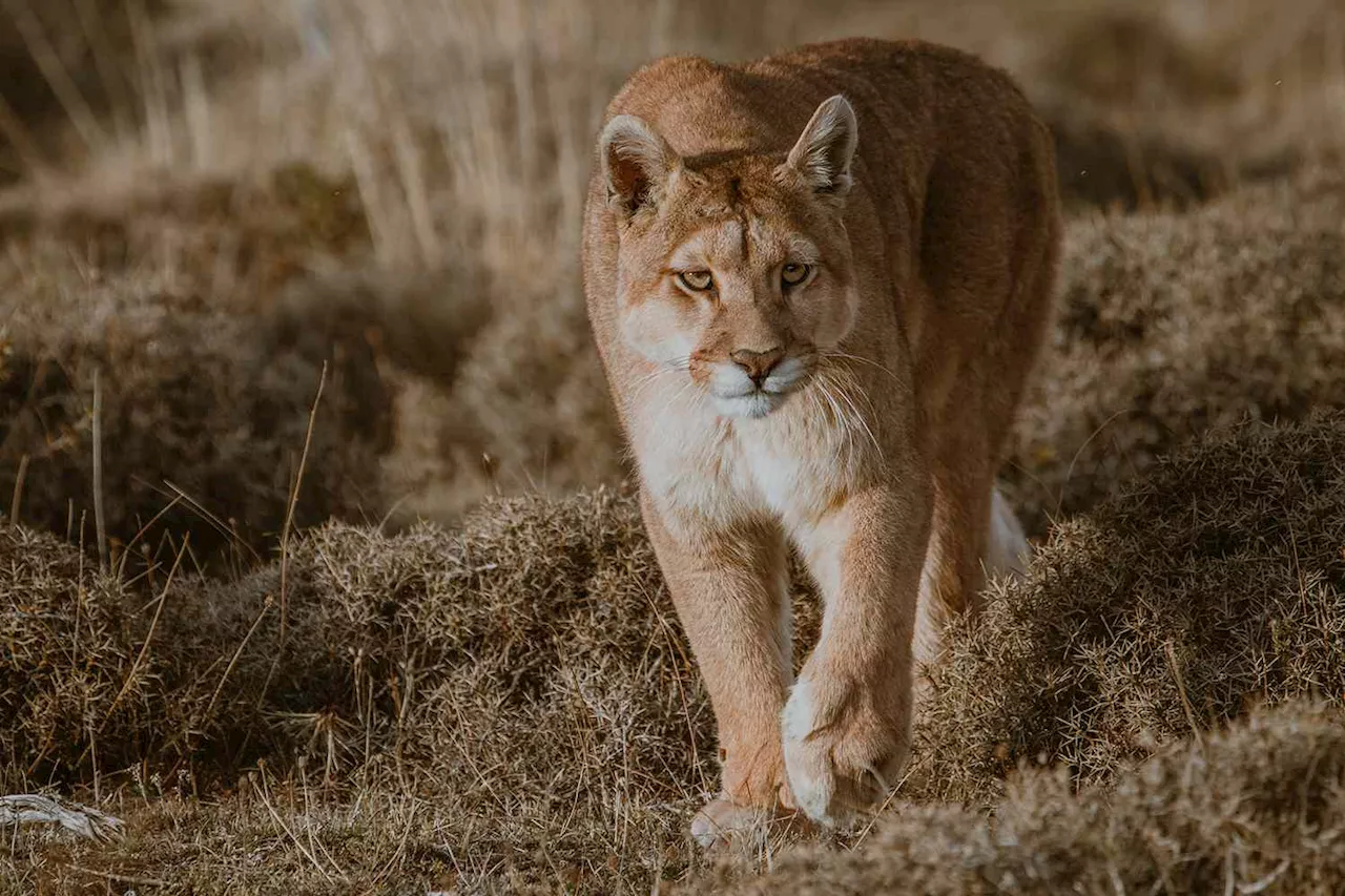 Hiker Injured After Mountain Lion Tries to Attack His Dog in California Canyon