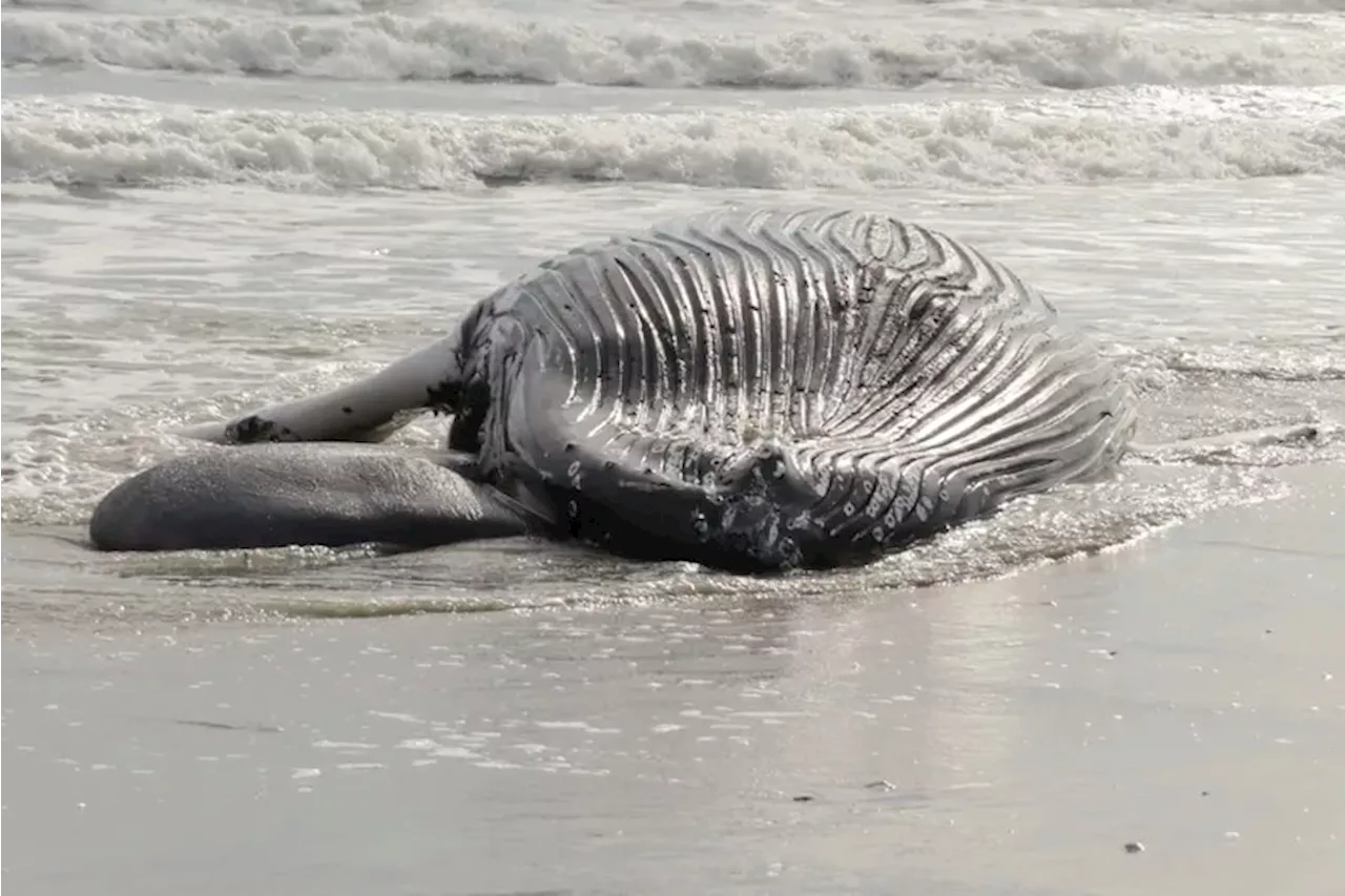 Whales navigate a perilous route off the Jersey Shore