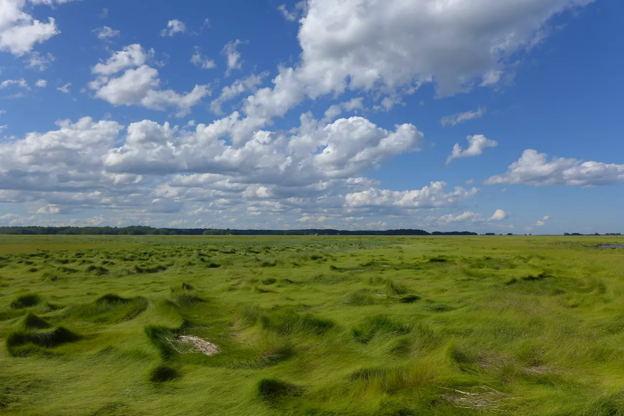 Analysis finds diversity on the smallest scales in sulfur-cycling salt marsh microbes