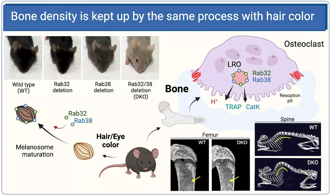 Research shows bone density is maintained by proteins that are also involved in hair color