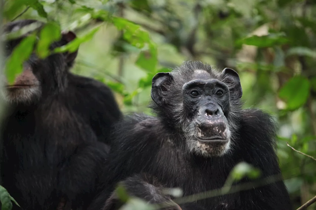 Researchers find first proof of menopause in wild chimpanzees