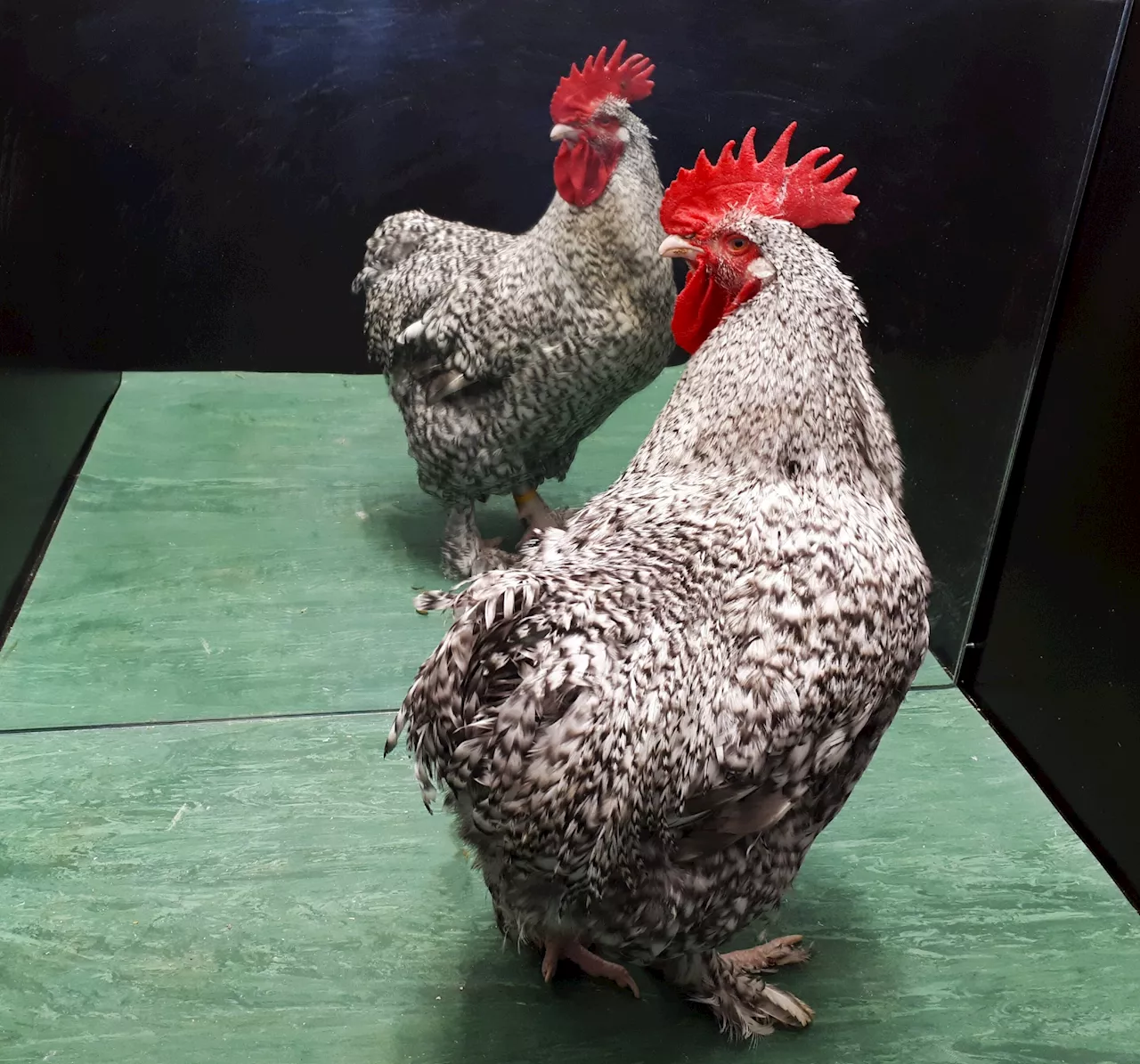 Roosters may have passed the self-recognition test