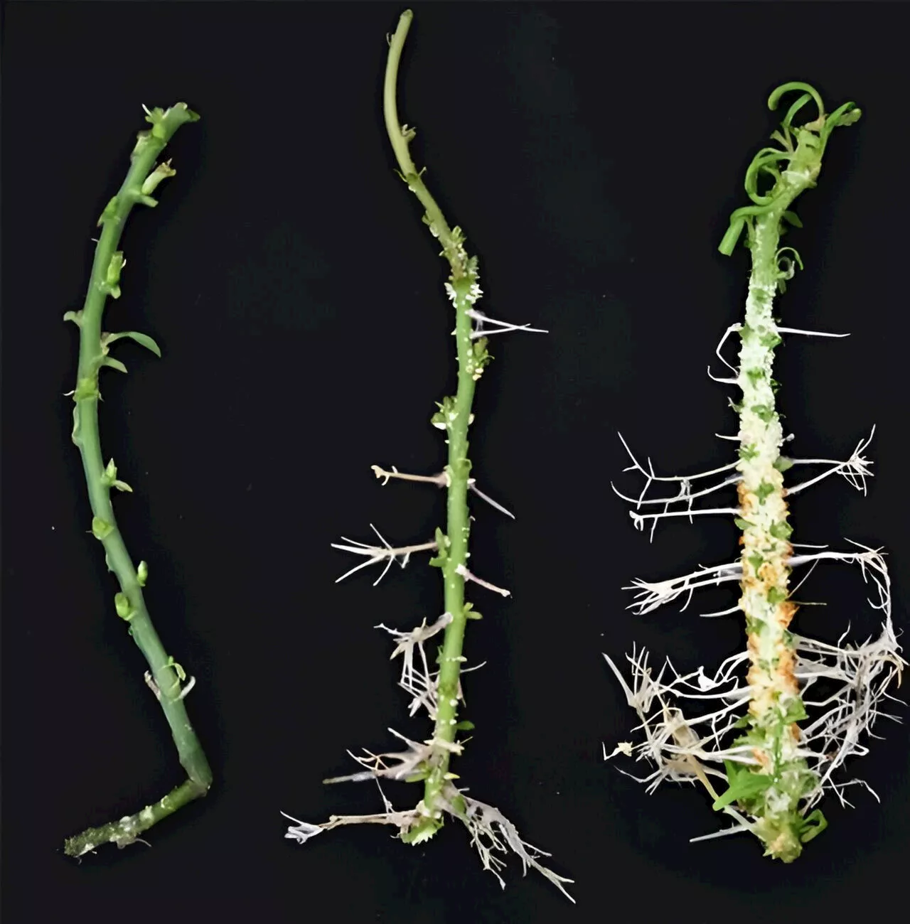 Scientists identify gene that triggers dramatically increased root growth