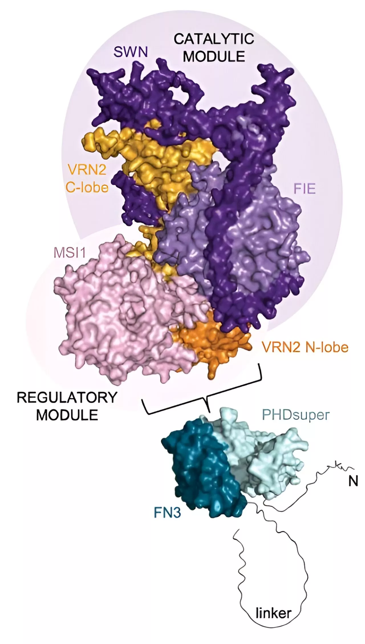 The intricate mechanisms of epigenetic silencing