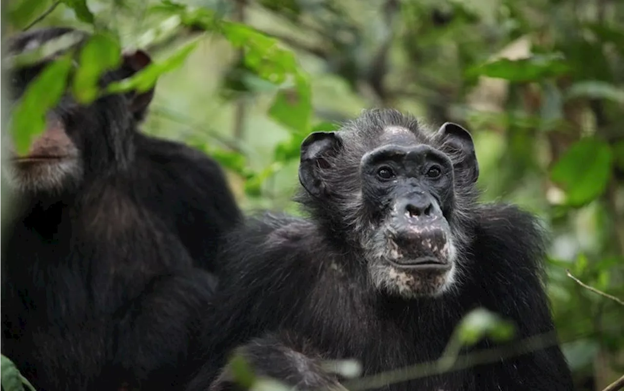 Wild Chimps Shown to Undergo Menopause for the First Time