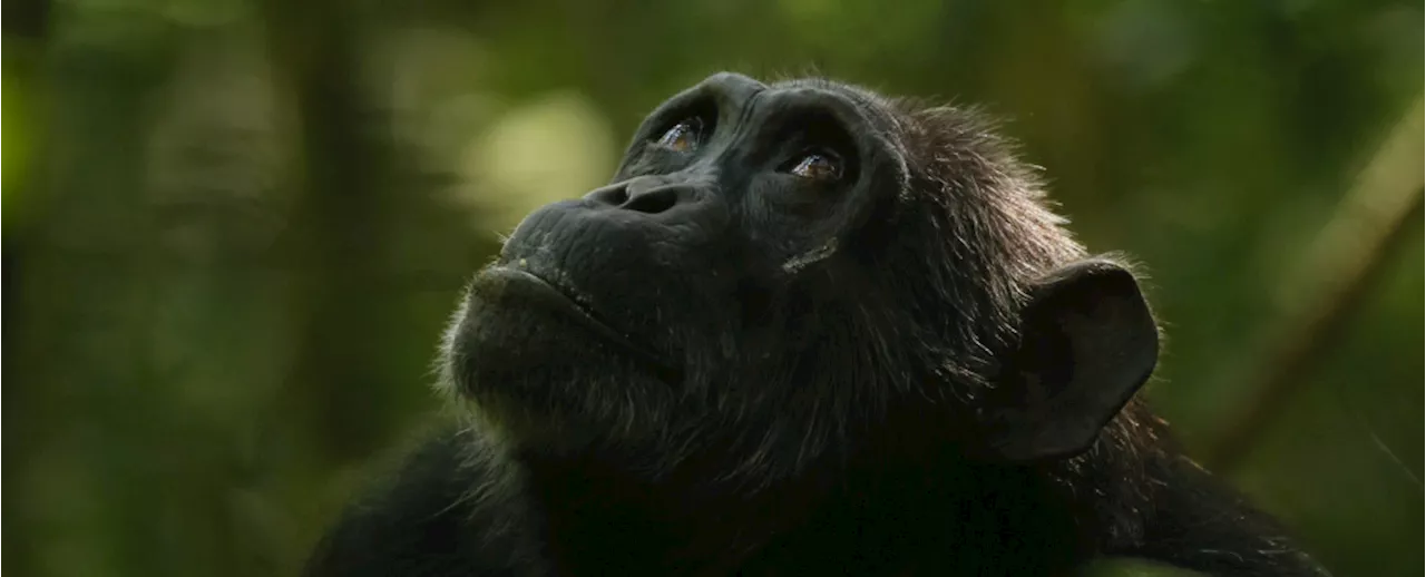 New Evidence Suggests Wild Chimpanzees Undergo Menopause