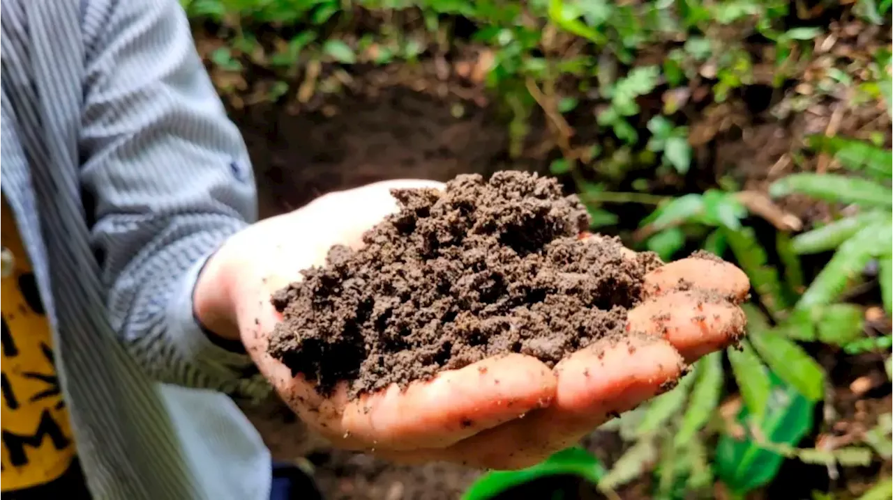 Amazon’s Dark Secret: The Soil That Supercharges Tree Growth