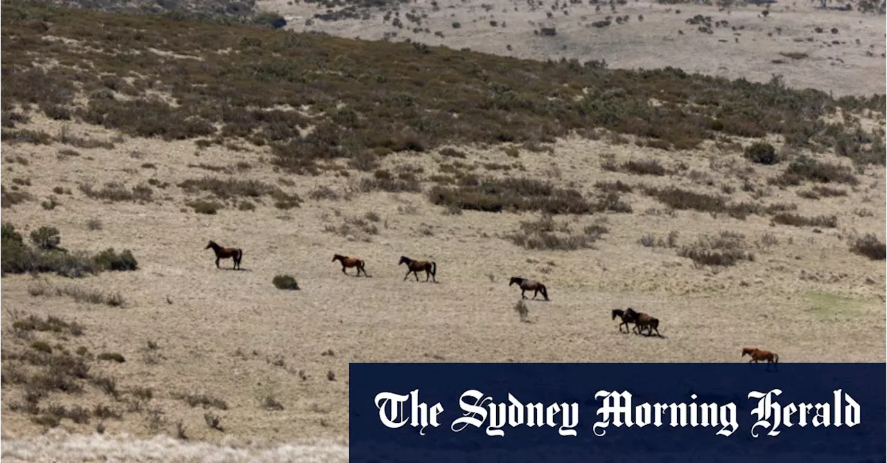 Aerial shooting of feral horses approved by NSW government