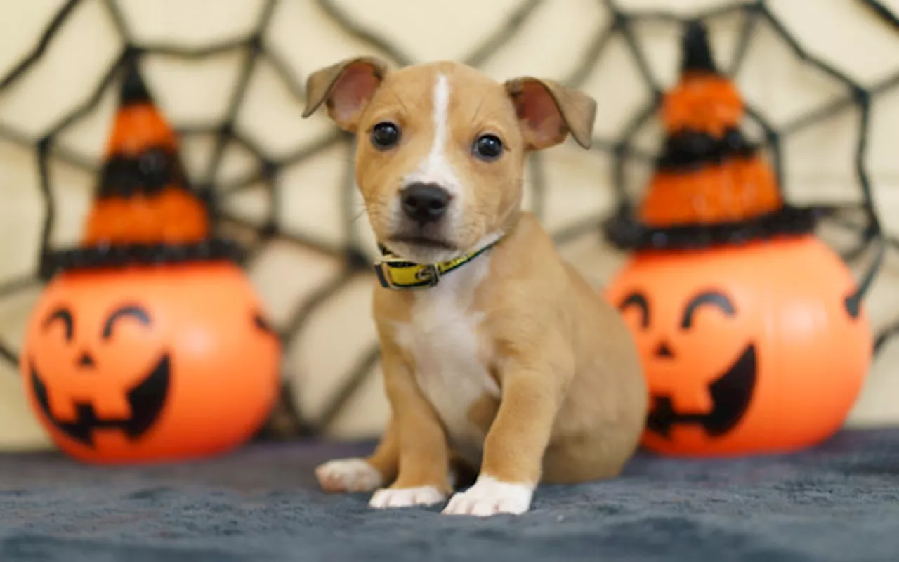 Worried About Fireworks? Here Are Some Tips To Keep Your Dog Safe This Halloween