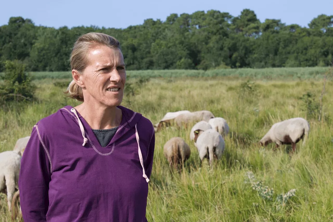 Charente-Maritime : des moutons attaqués sur l’île d’Oléron