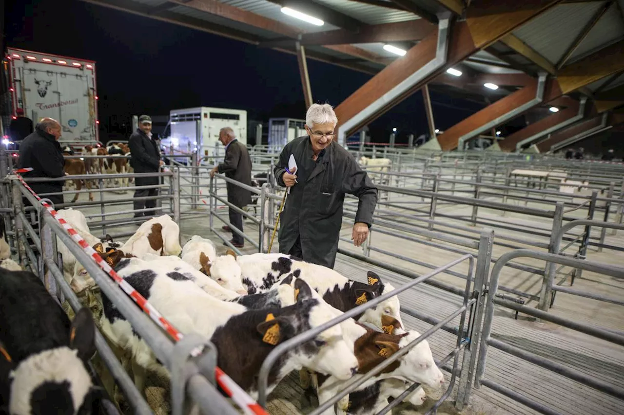 Maladie hémorragique épizootique : le Lot-et-Garonne touché à son tour par l’épidémie ?