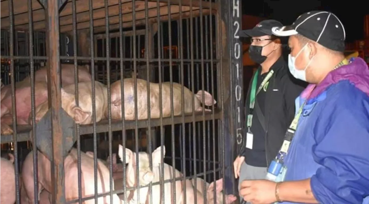 Negros Occidental to ‘proceed with caution’ in reviving hog industry