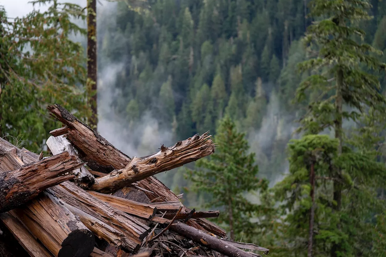 B.C. creates $300 million fund for First Nations-led forest conservation