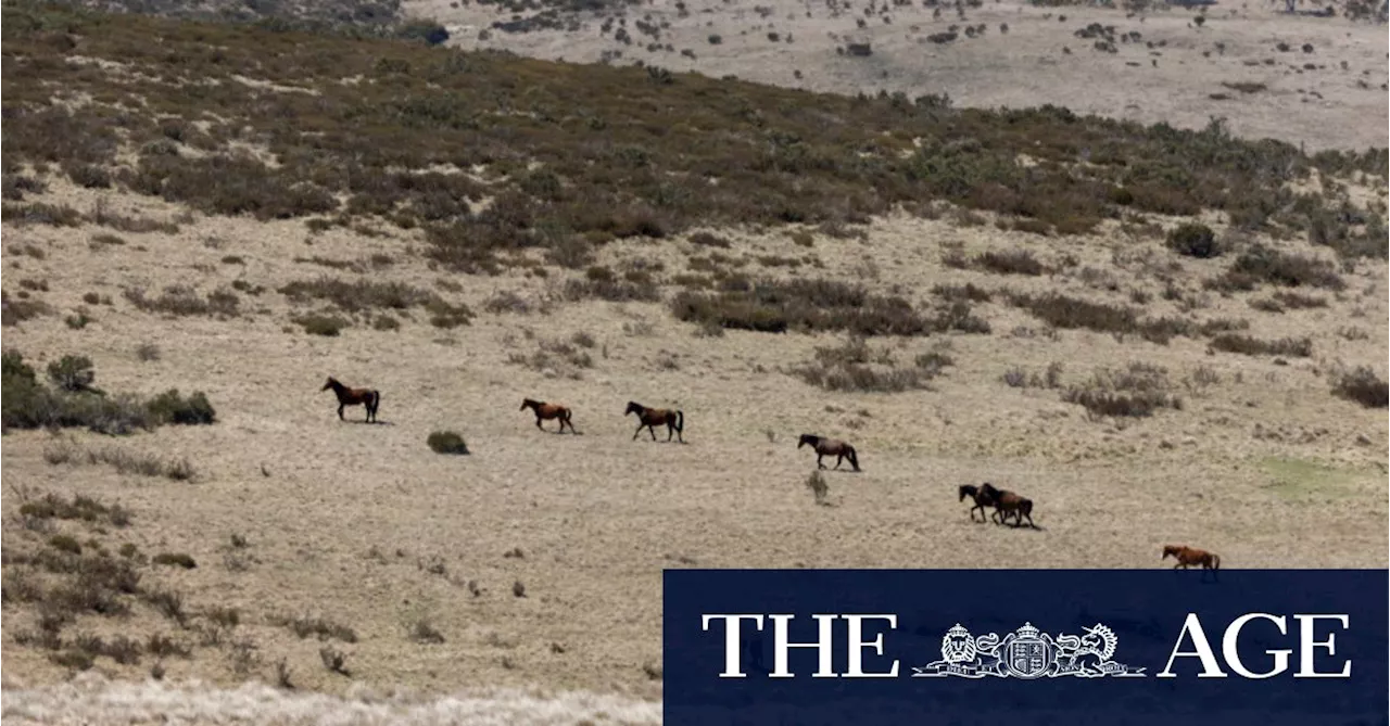 Aerial shooting of feral horses approved by NSW government