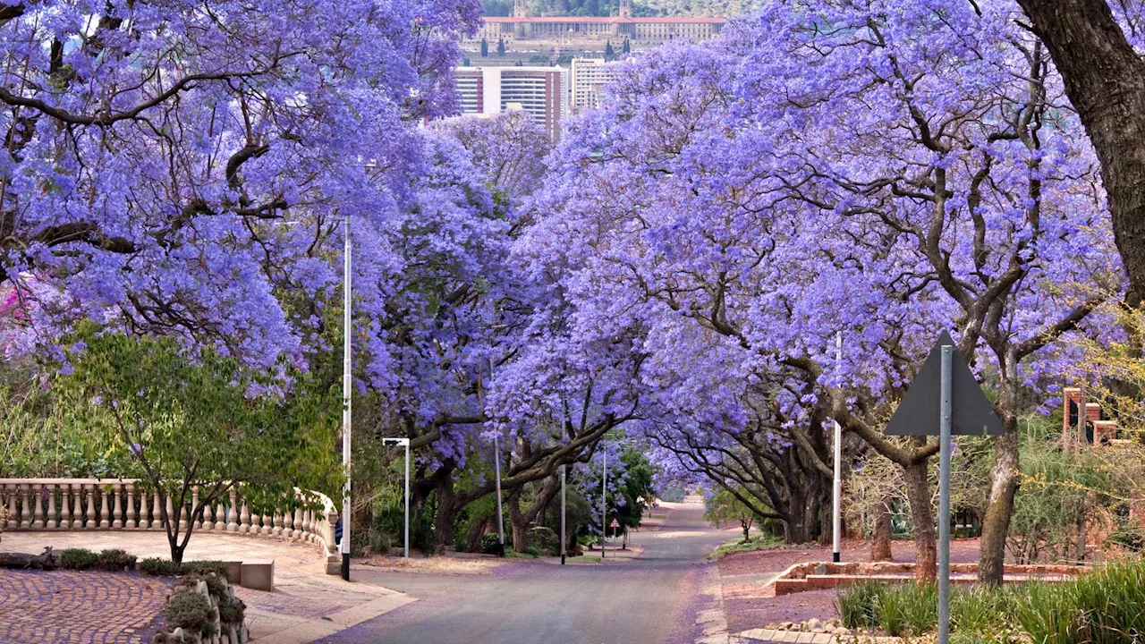 Jacaranda City: Where to see the iconic purple blooms in Pretoria