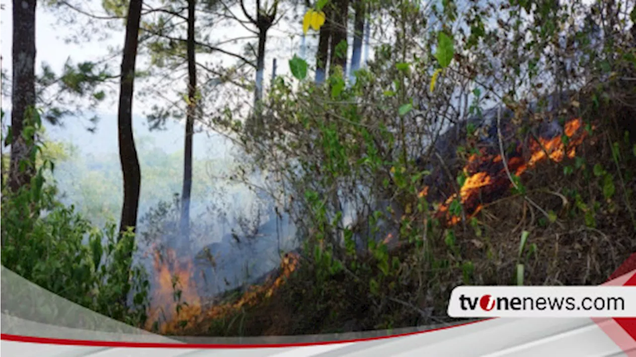 Hektaran Lahan Hutan Pinus Milik Perhutani di Lereng Gunung Semeru Terbakar, Petugas Lakukan Pemadaman