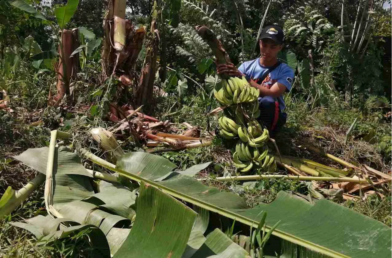 Ancaman gajah cetus kebimbangan penduduk