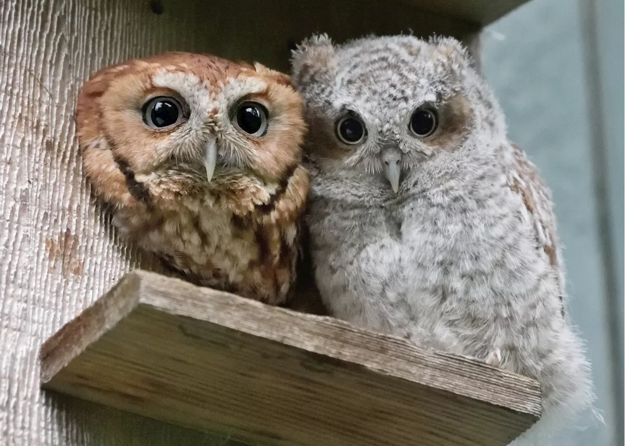 What owls can teach us about being human