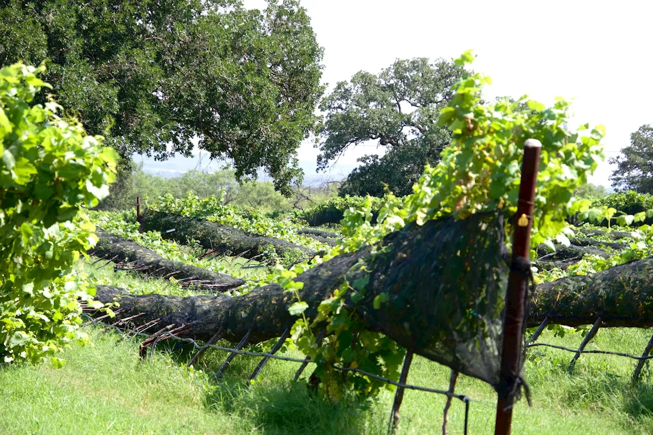 With hard work and luck, Texas Hill Country emerges as a wine region