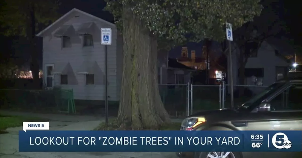 You've heard of the Walking Dead, but have you heard of zombie trees?