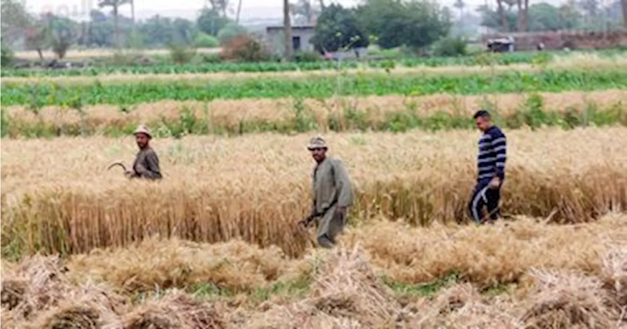 الزراعة تعلن رفع حالة الطوارئ القصوى استعدادًا لموسم القمح