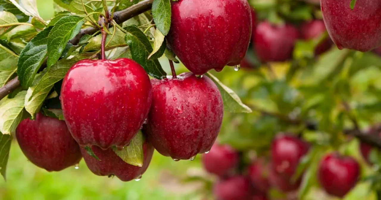 Amid climate change, researchers develop new types of apples