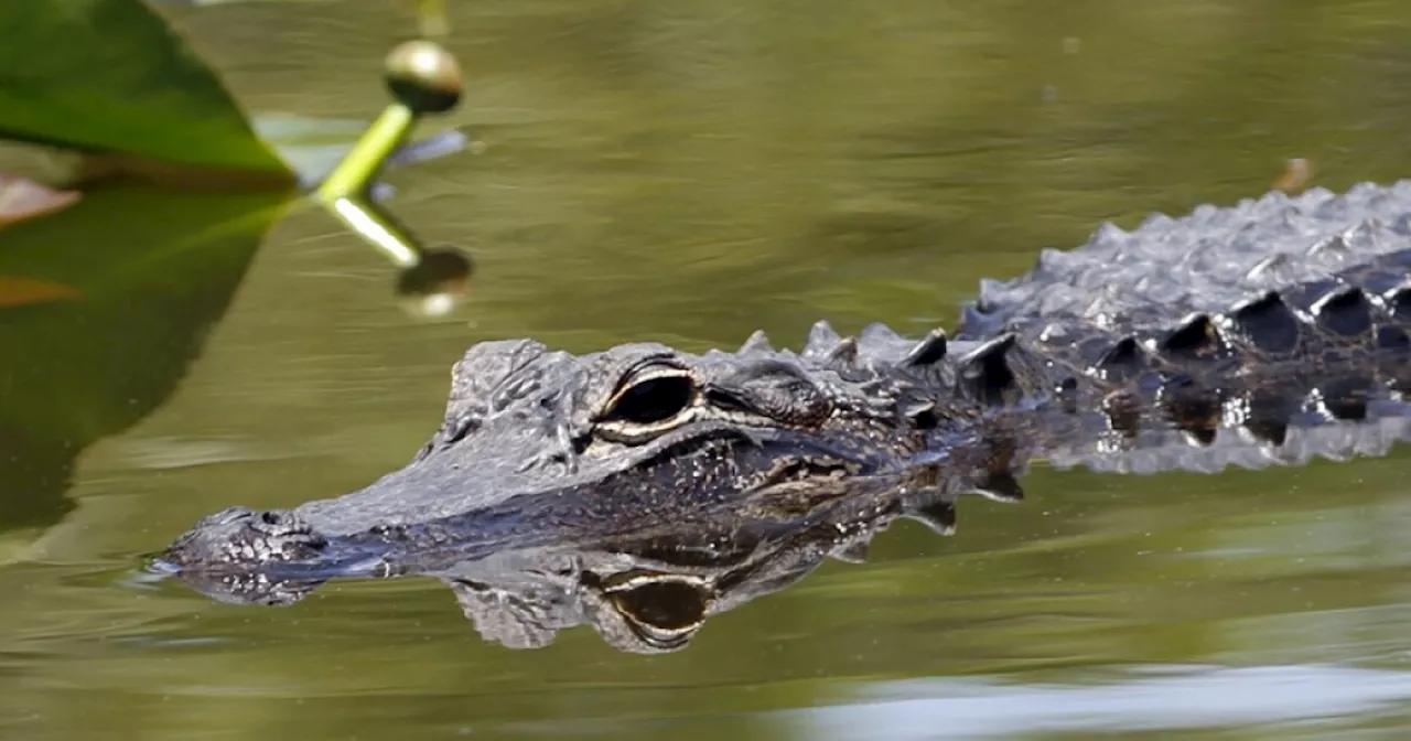 Beer bellies, mullets and gators: Introducing the 'Florida Man Games'