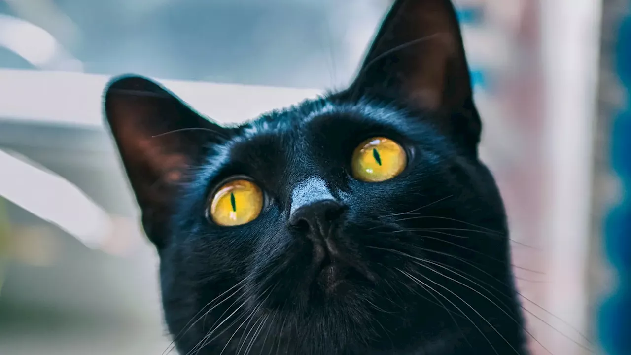 ¿Por qué se dice que los gatos negros dan mala suerte?