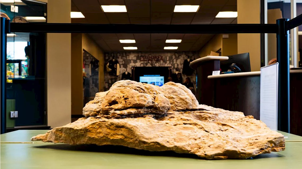 Saved from erosion: Dino fossil on display at Golden History Museum