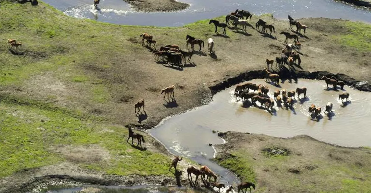 Aerial shooting of wild horses in Kosciuszko National Park approved by NSW government