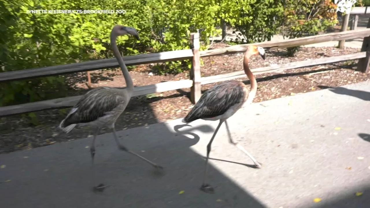 Brookfield Zoo flamingo chicks naming contest winners are Fabio and Fiona