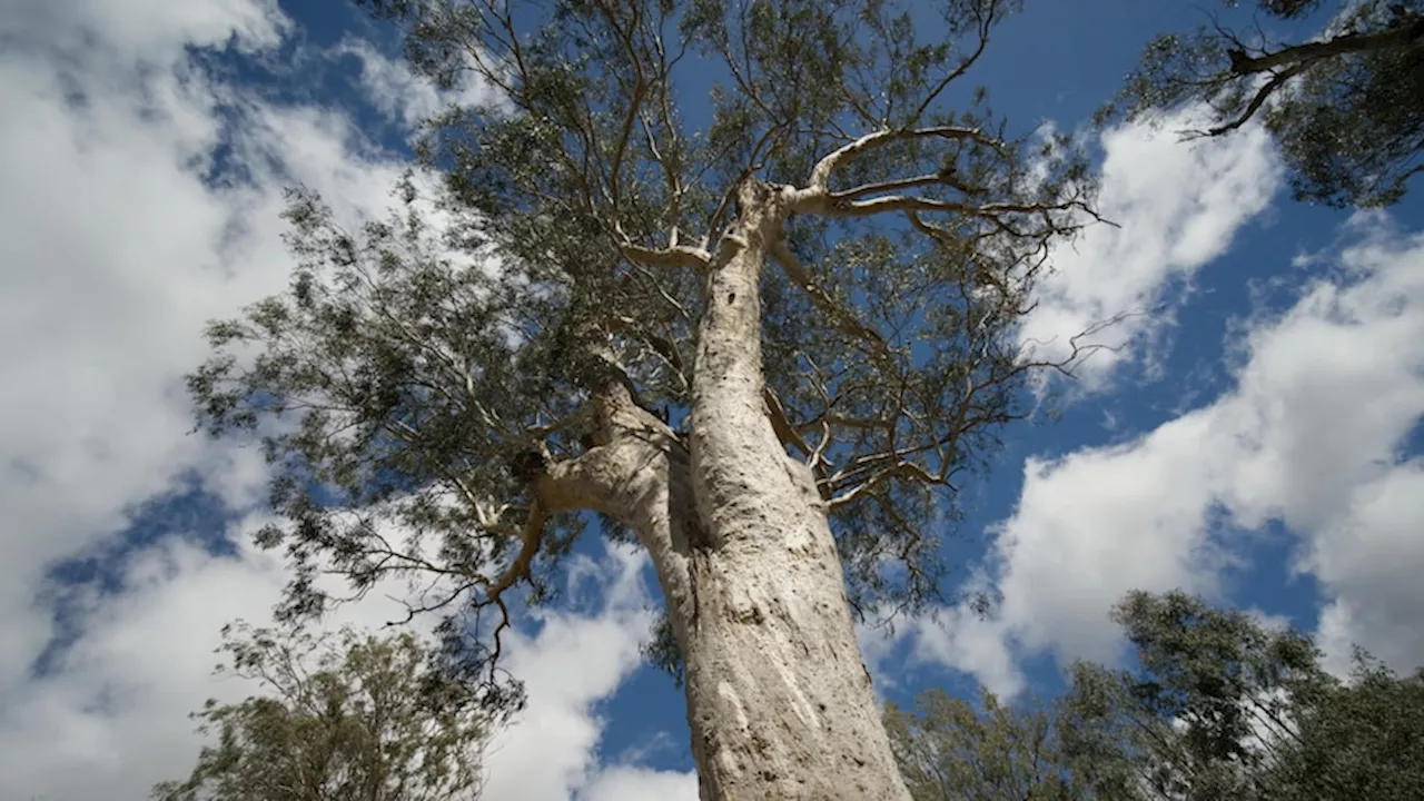 Botanic Gardens of Sydney researchers conduct genetic testing to help save Hunter Valley river red gums