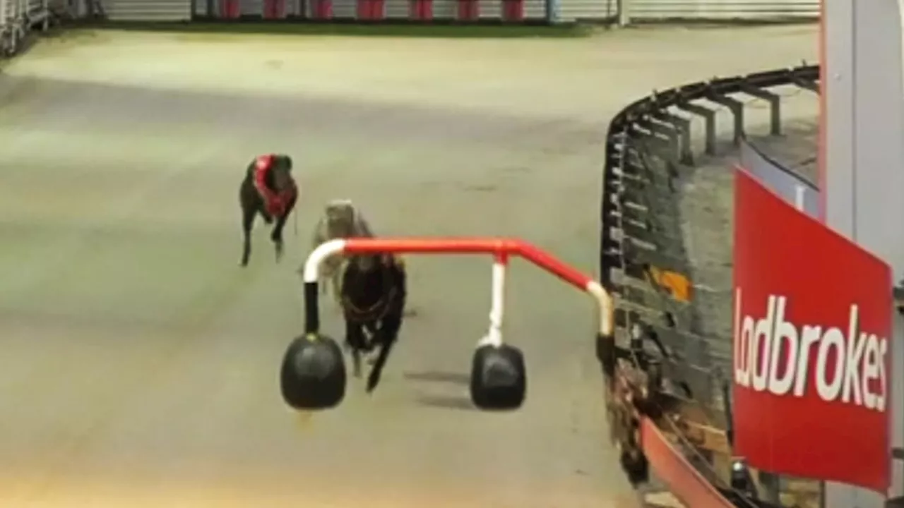 Two greyhounds euthanased at Dapto race with trial double-arm lure in use